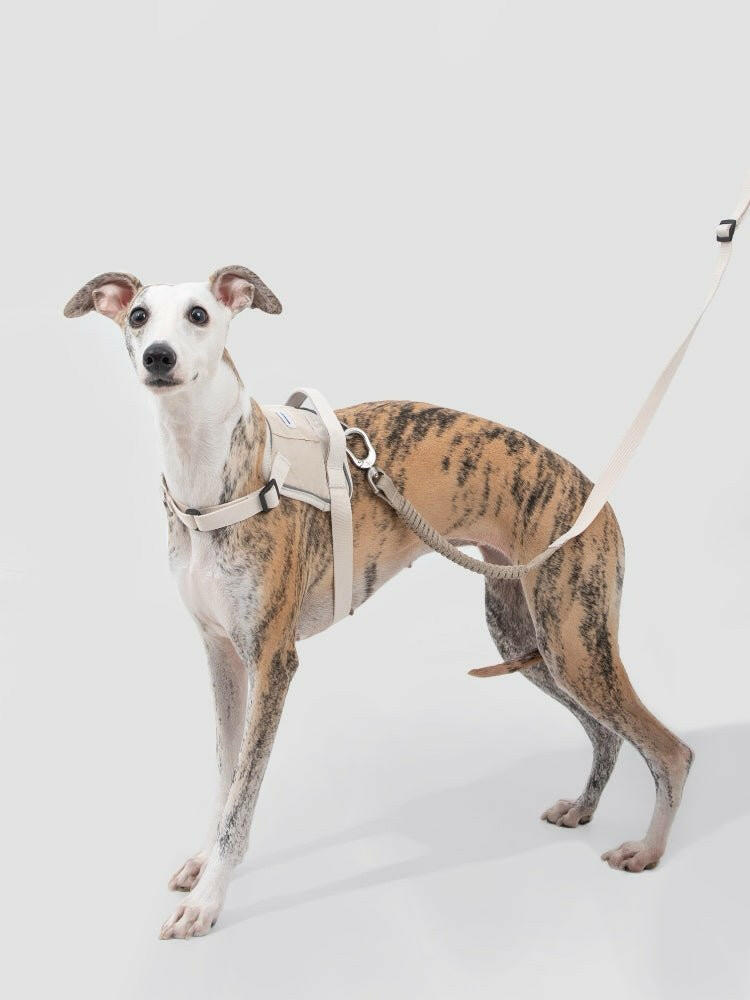 Valley Series Shock - Absorbing Dog Leash – Multi - Function & Flexible Control - Paw Charge